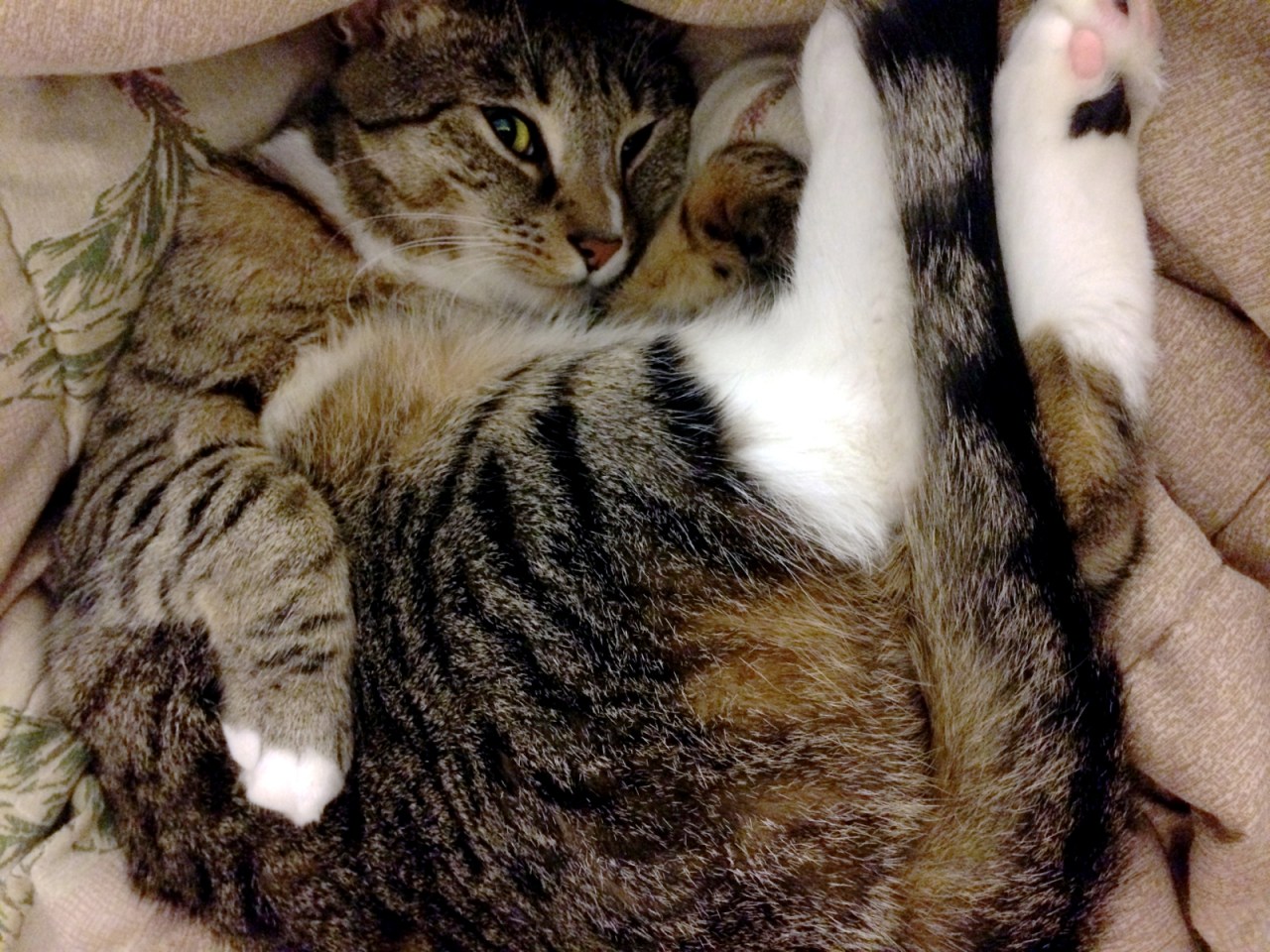 How do I differentiate between “meow” sounds to understand what the cat is&nbsp;saying?