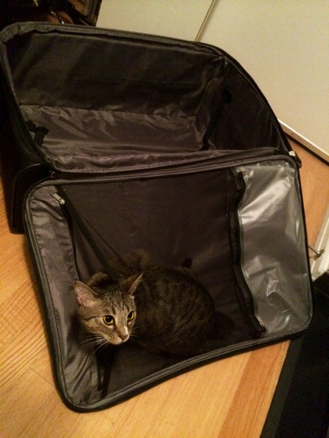 luna_in_black_suitcase