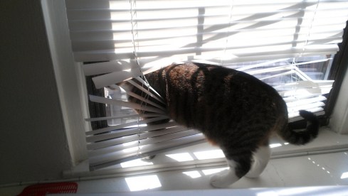 luna_in_blinds