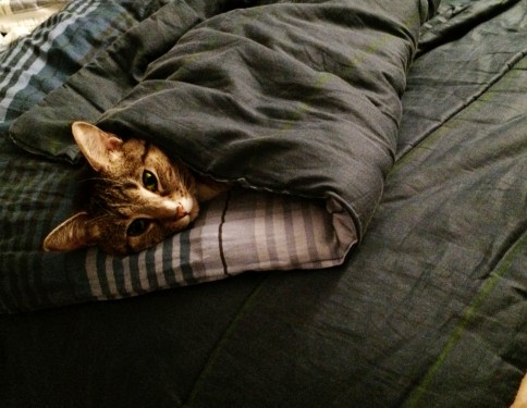 luna_in_folded_blanket