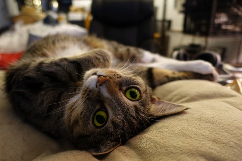 luna_on_back_staring