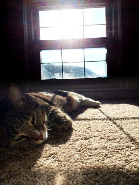 luna_sleeping_near_sunny_window