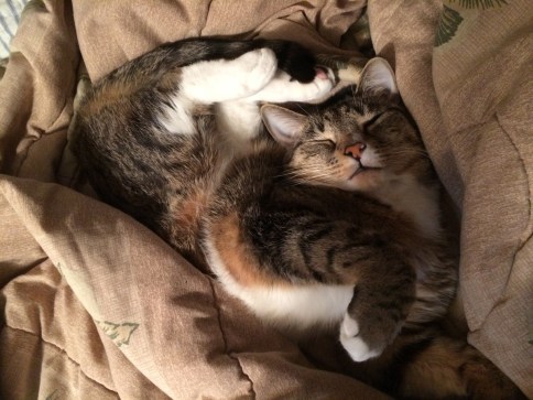 luna_sleeping_with_feet_over_head