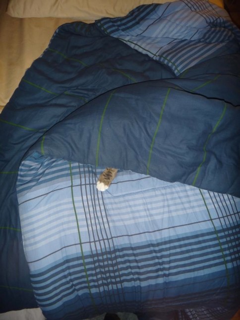 luna_under_blanket_with_paw_out