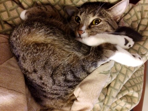 luna_with_feet_tucked_under_chin