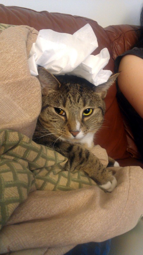 luna_with_paper_towel_on_head