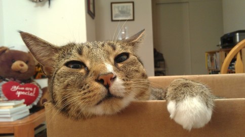 luna_with_paw_on_box_edge