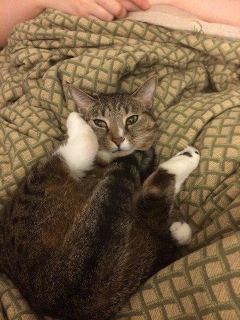 luna_with_tail_under_chin