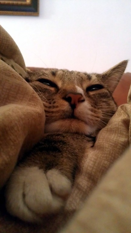 sleepy_luna_with_paw