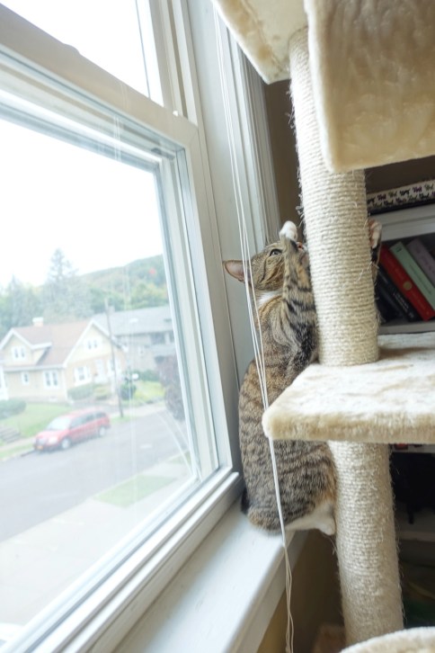 Luna about to claw tree