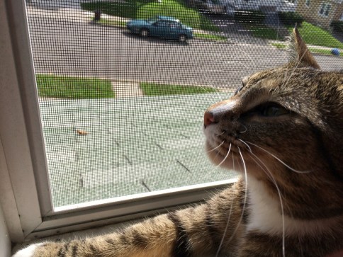 Luna at window screen looking to side