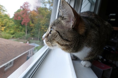 Luna looking straight out window through screen
