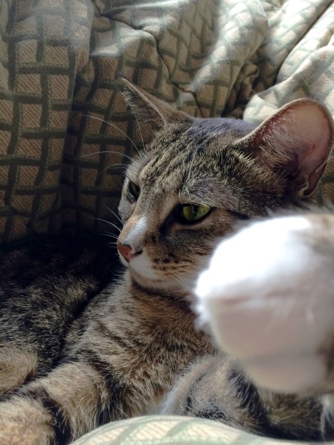 Luna motioning for you to come closer looking a bit to left