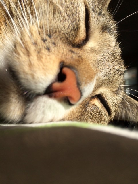 Luna napping on side closeup