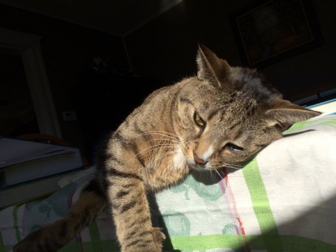 Luna on edge of table with one paw hanging