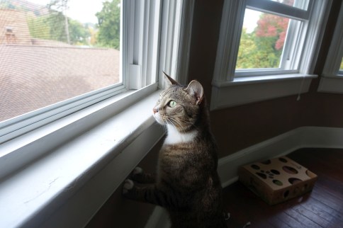 Luna peeking out over window sill