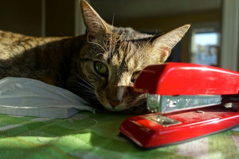 Luna posing with dusty stapler