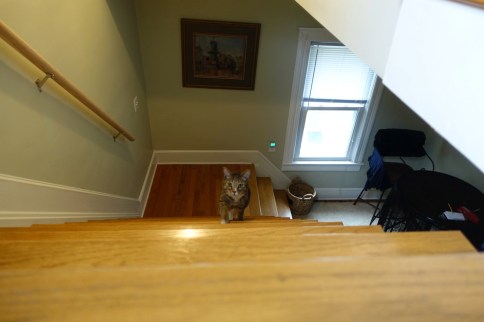 Luna walking up big staircase