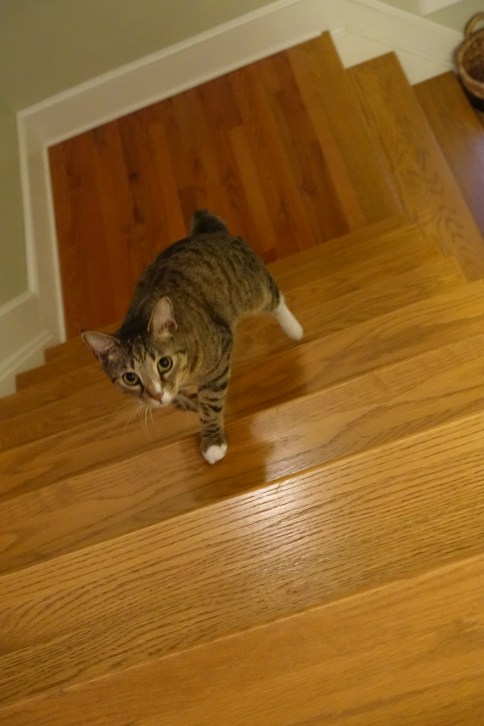 Luna walking up steps