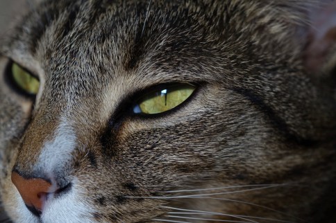 Luna modelling close with eyes half open