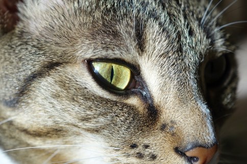 Luna modelling close with one eye showing