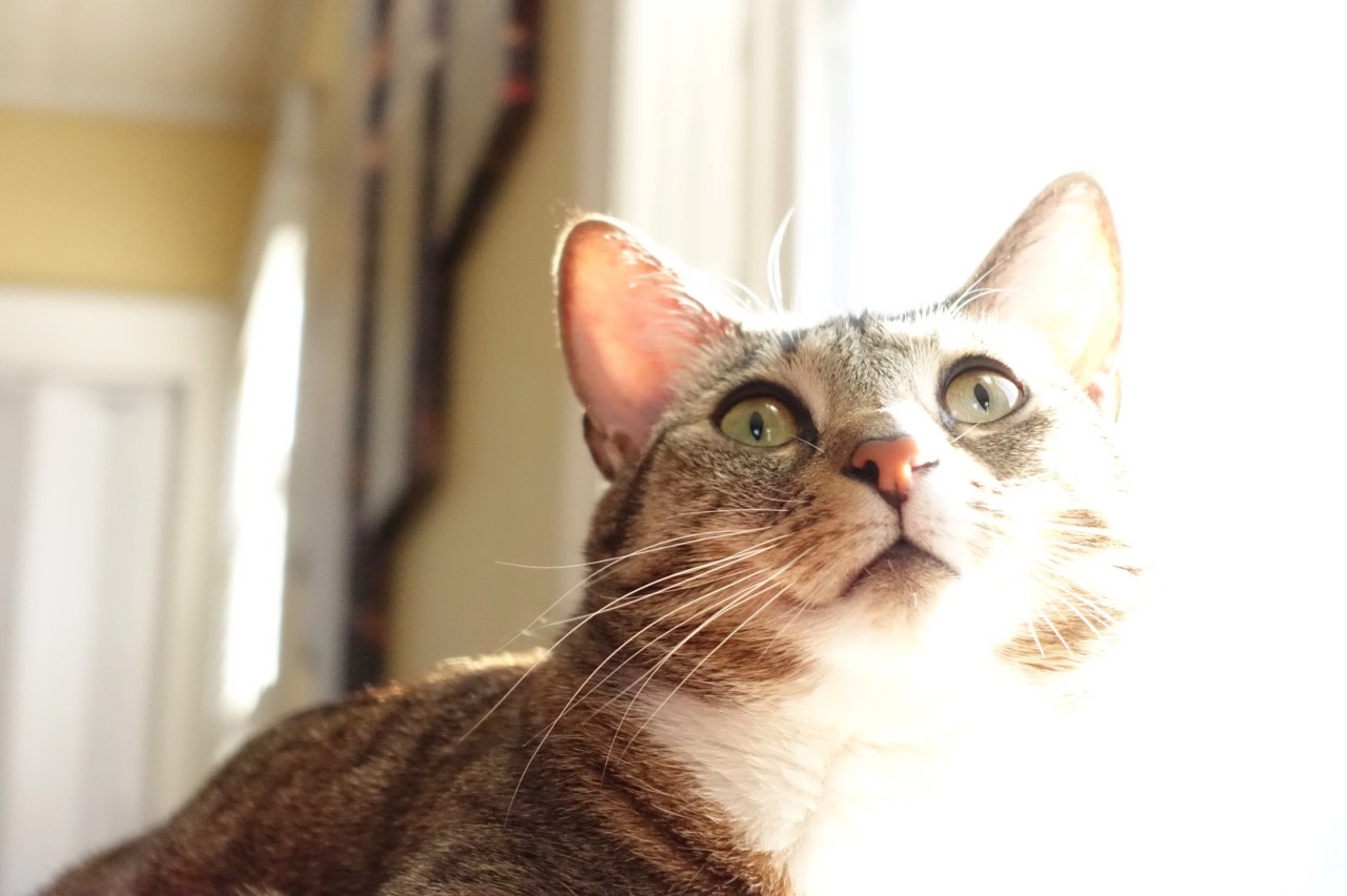 The Sun God’s holy&nbsp;mission