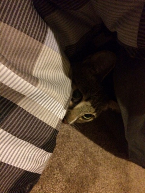 Luna peeking out with one eye from under blanket