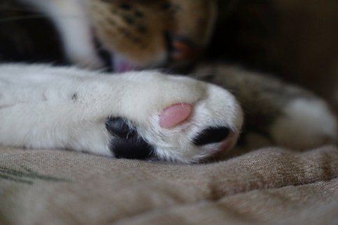 Luna up close licking hind paw from behind