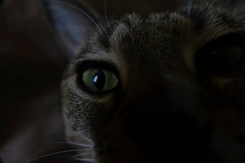 Luna's eye showing with face masked by darkness