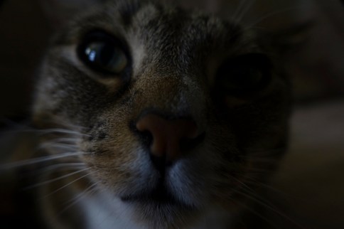 Luna's face up close and dark