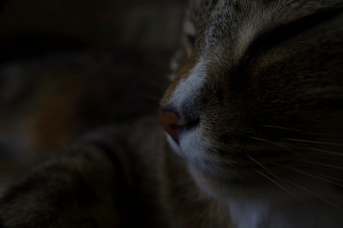 Luna's side of face up close