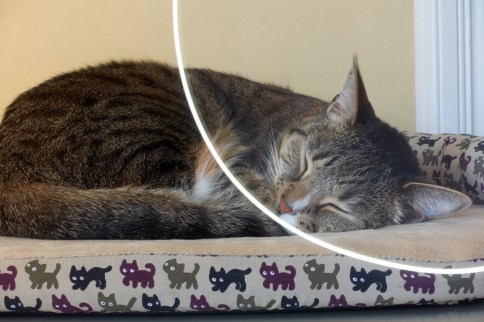 Luna on cat bed lightwriting attempt 1