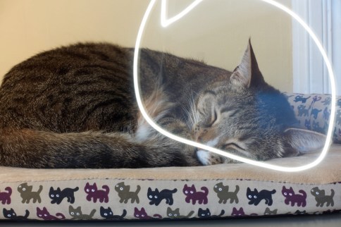 Luna on cat bed lightwriting attempt 2
