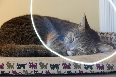 Luna on cat bed lightwriting attempt 3