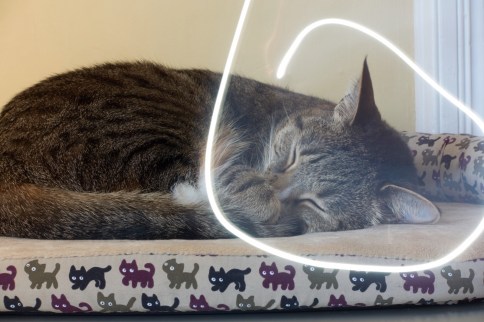 Luna on cat bed lightwriting attempt 4