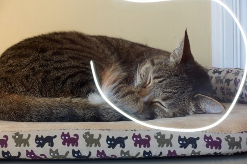 Luna on cat bed lightwriting attempt 5