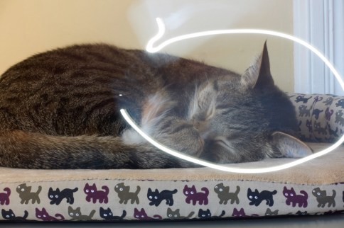 Luna on cat bed lightwriting attempt 6