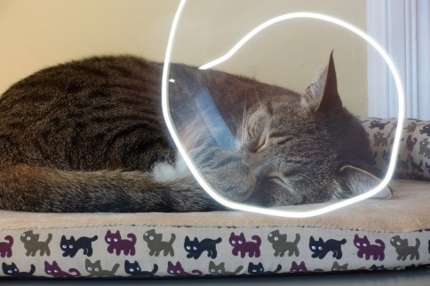 Luna on cat bed lightwriting attempt 7