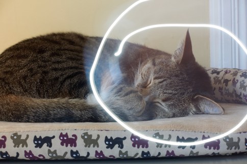 Luna on cat bed lightwriting attempt 8