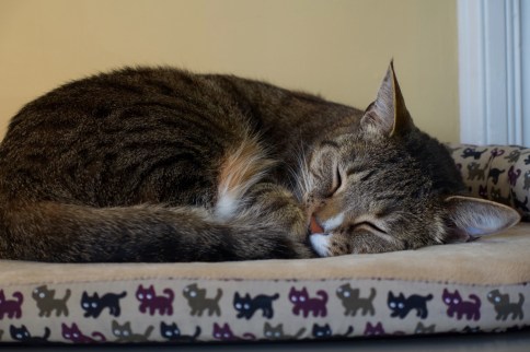 Luna on cat bed on file cabinet
