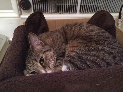 Luna curled in box near bathroom heater with both eyes showing