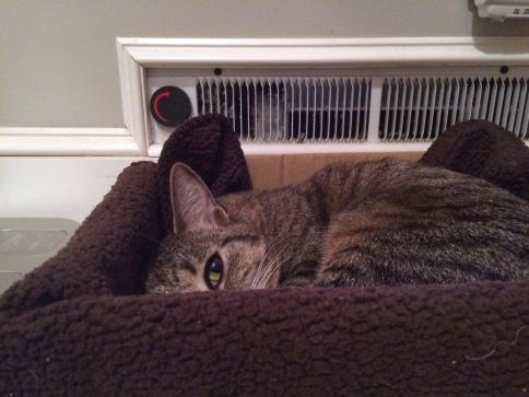 Luna curled in box near bathroom heater with one eye showing