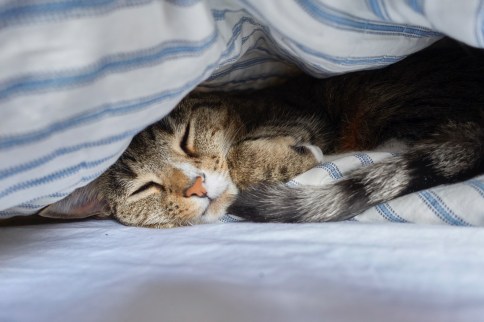 Luna sleeping under blanket with tail near chin