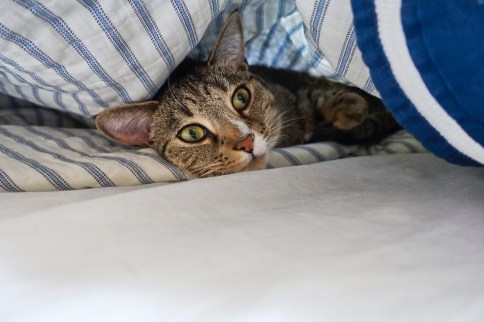 Luna under blanket looking worried to side
