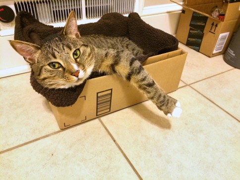 Downward view of Luna in box in front of bathroom heater with one paw hanging out and eyes wider