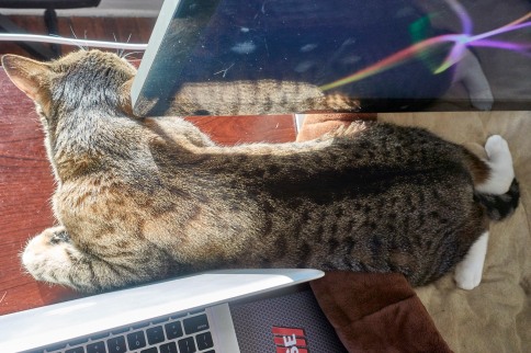 Luna between laptop and monitor with feet spread closer up