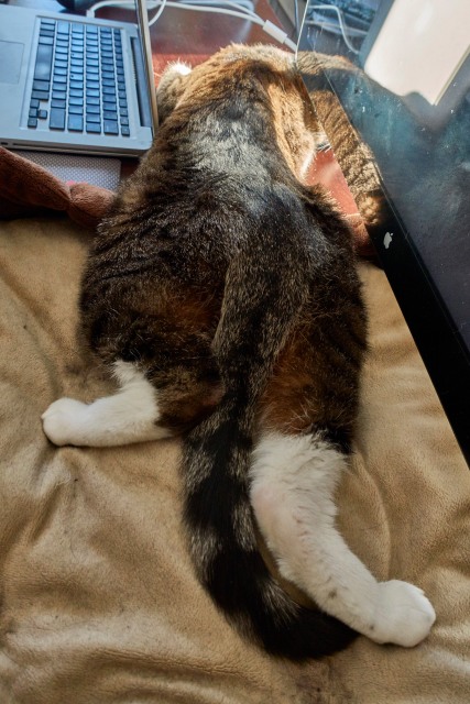 Luna between laptop and monitor with feet spread from behind