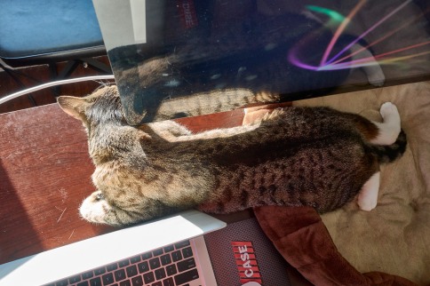 Luna between laptop and monitor with feet spread