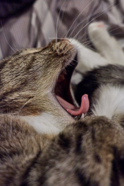 Luna closeup on blanket sleeping curled up with legs together yawning