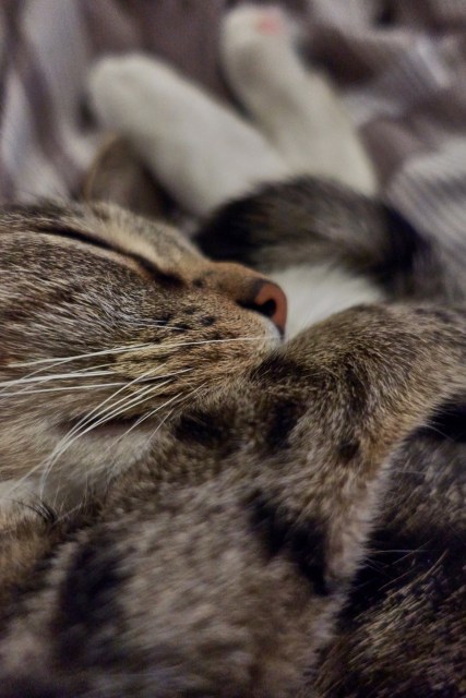 Luna closeup on blanket sleeping curled up with legs together